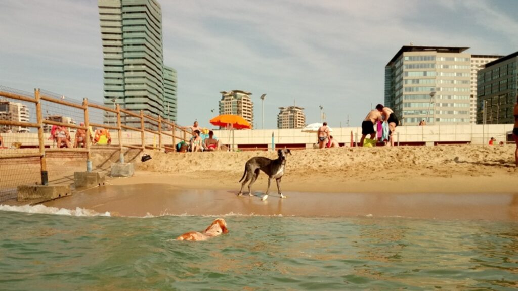 Barselona ve Çevresinde Köpek Dostu Plajlar: Yazın Serinlemenin En İyi Yolları