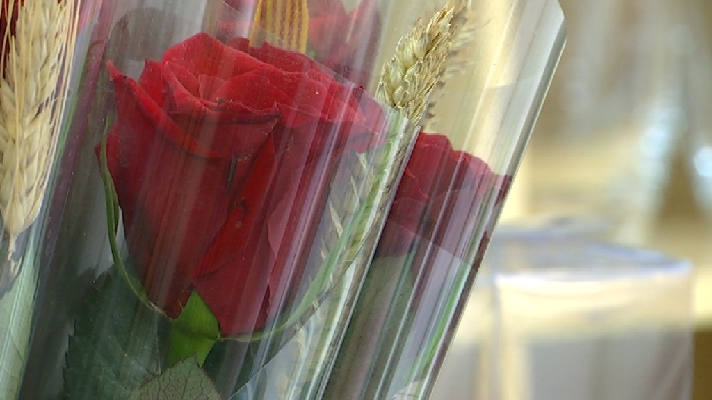 Sant Jordi Günü'nün Kırmızı Gülü: Aşkın ve Efsanenin Sembolü