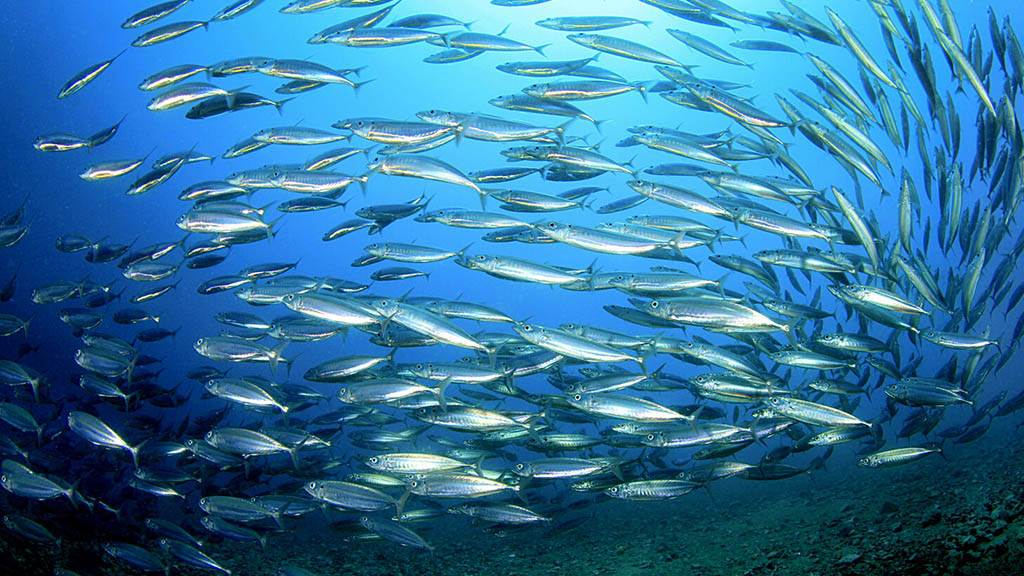 Akdeniz'de Deniz Isı Dalgaları: Biyoçeşitlilik Kaybı ve Balıkçılığın Geleceği