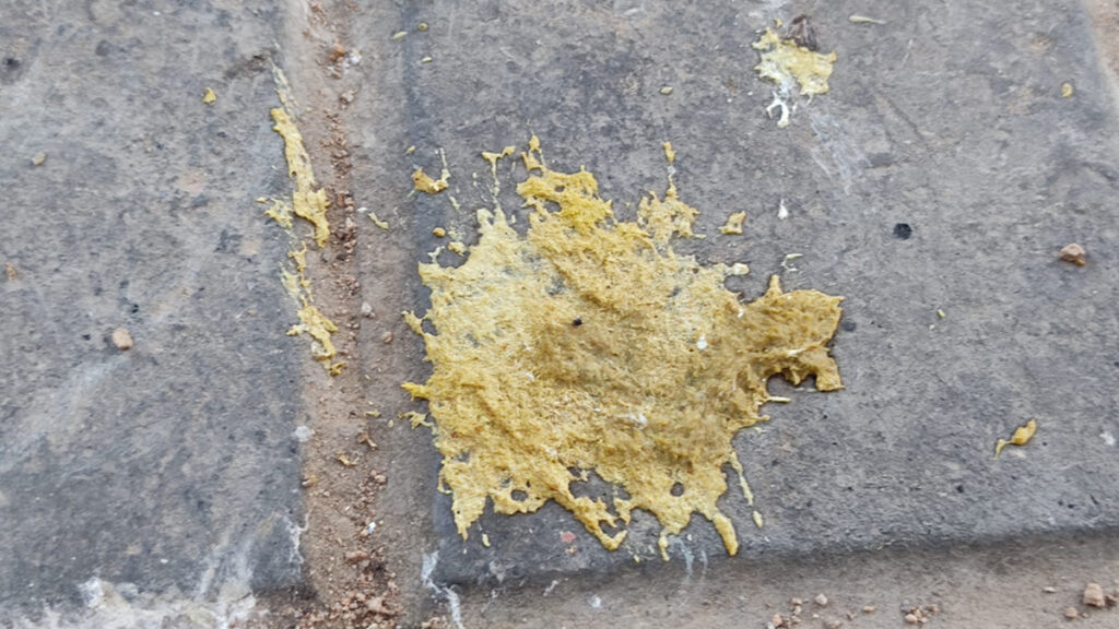 Barselona Ağaçlarının Altındaki Sarı Kuş Dışkılarının Gizemi Çözüldü