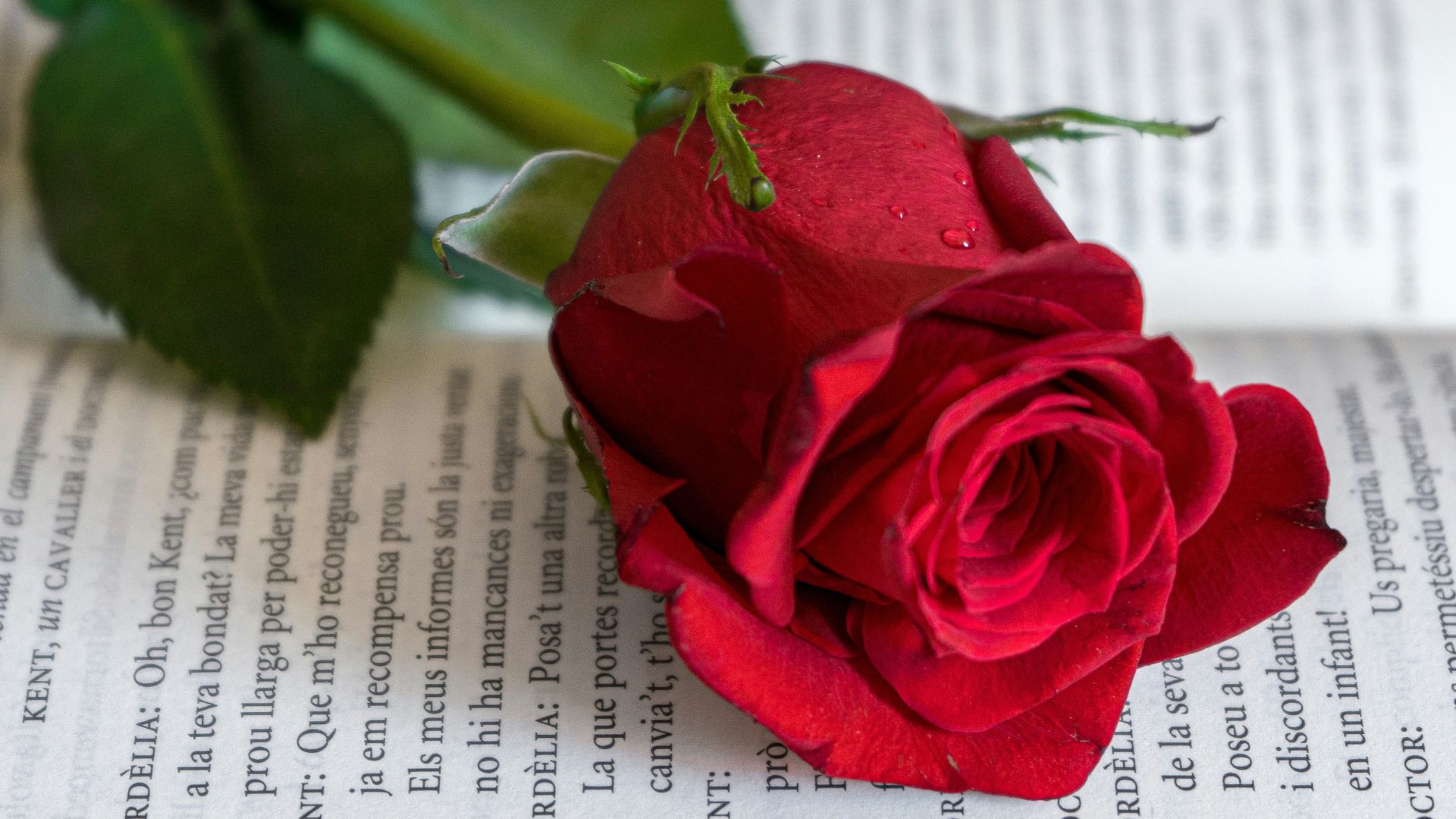 Sant Jordi Günü: Katalonya'nın Aşk, Kitap ve Gül Bayramının Derin Kelime Hazinesi