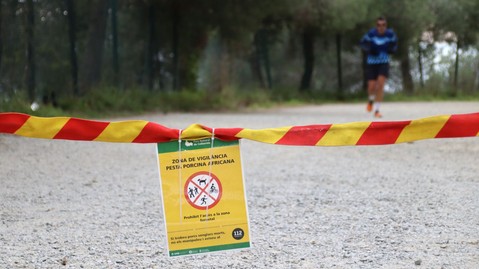 Barselona'da Domuz Vebası Alarmı: Collserola Sakinlerine Dezenfeksiyon Çağrısı