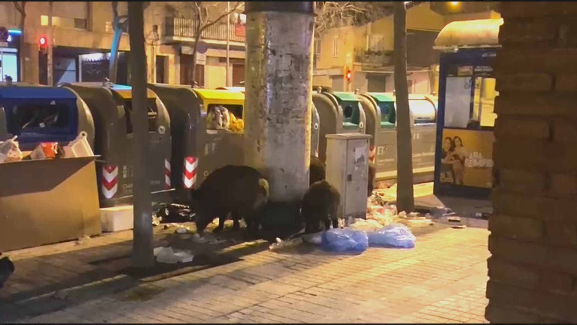 Vallvidrera'da Yaban Domuzları Çöp Konteynerlerini Yine Dağıttı