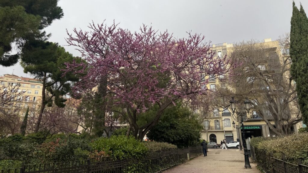 Barselona'nın Mor ve Macenta Rüyası: "Aşk Ağacı" Baharı Müjdeliyor