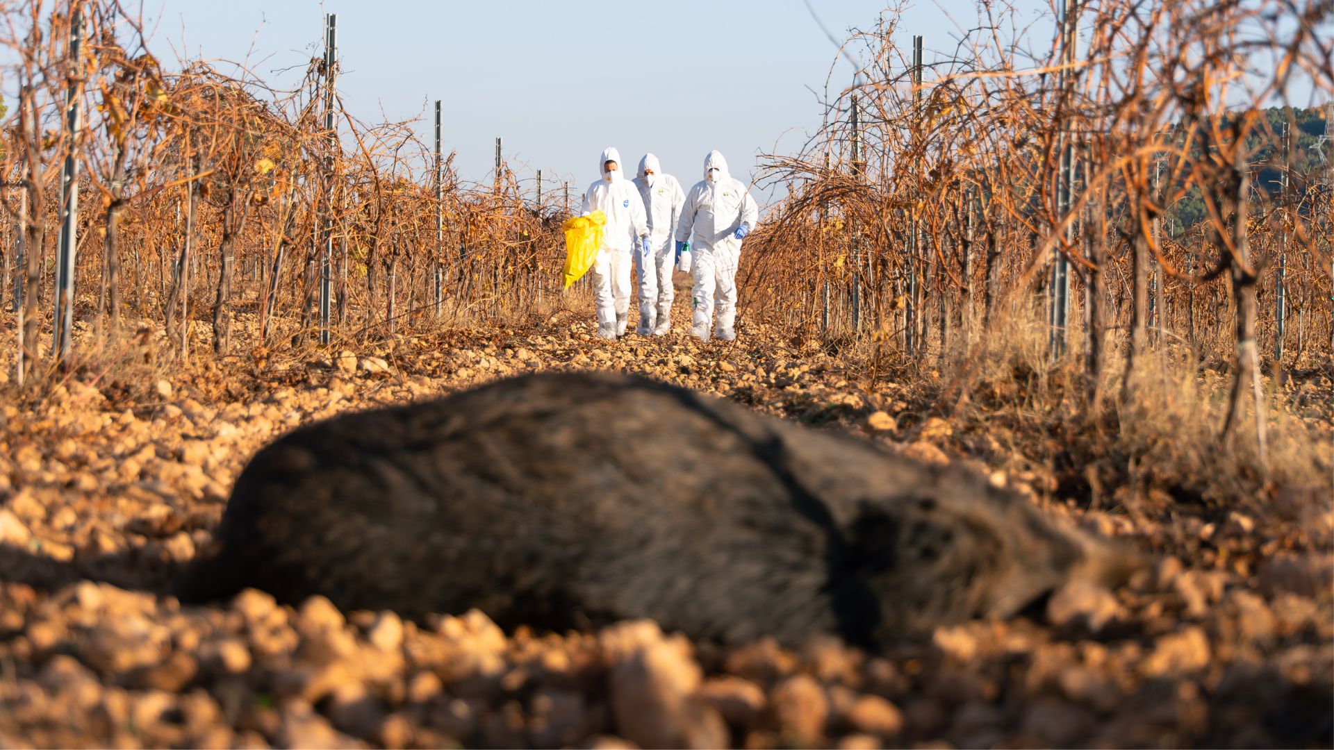Domuz Vebası Barselona Kapılarında: Sant Just ve Esplugues Risk Altında