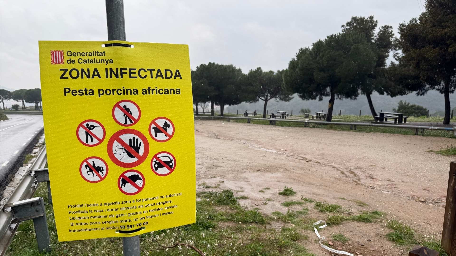 Katalonya'da Afrika Domuz Vebası Kısıtlamaları Yaz Boyunca Sürecek