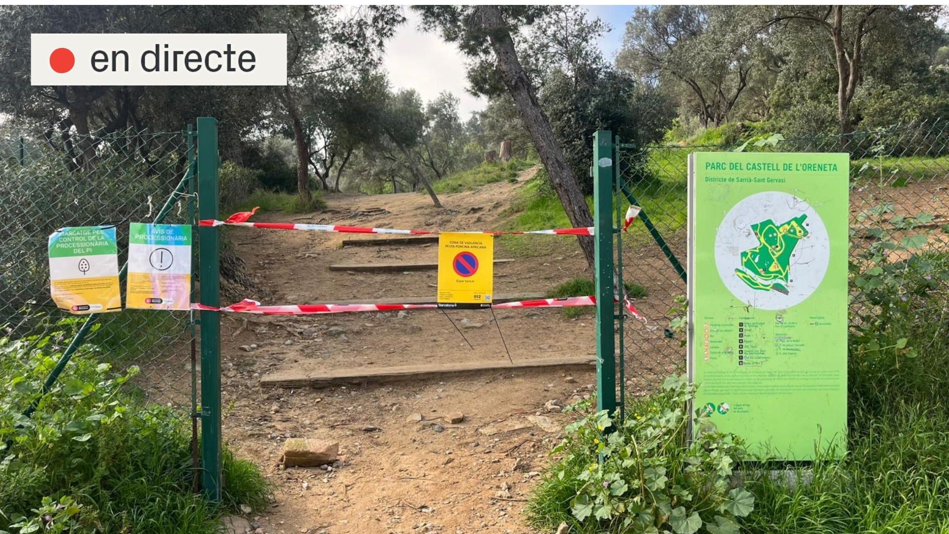 Barselona'da Domuz Vebası Alarmı: Collserola Parkı Kapatıldı, Yüzlerce Yaban Domuzu