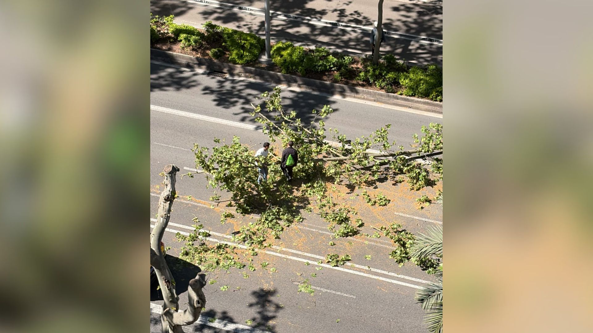 Barselona'da Kıl Payı Kurtuluş: Diagonal'da Dev Ağaç Dalı Düştü