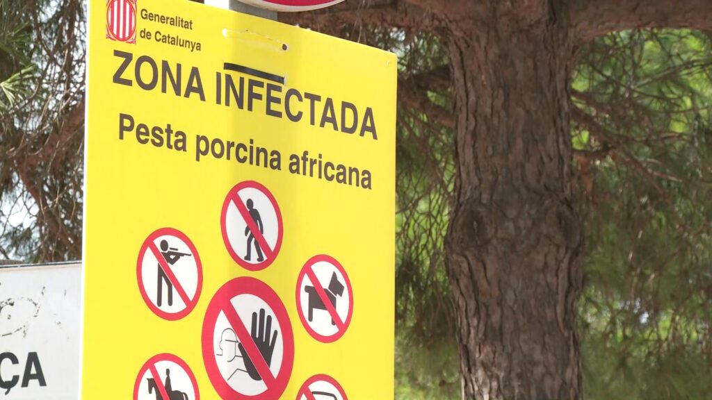 Barselona'nın Nefes Alan Akciğerleri: Collserola Parkı'nda Domuz Vebası Krizi
