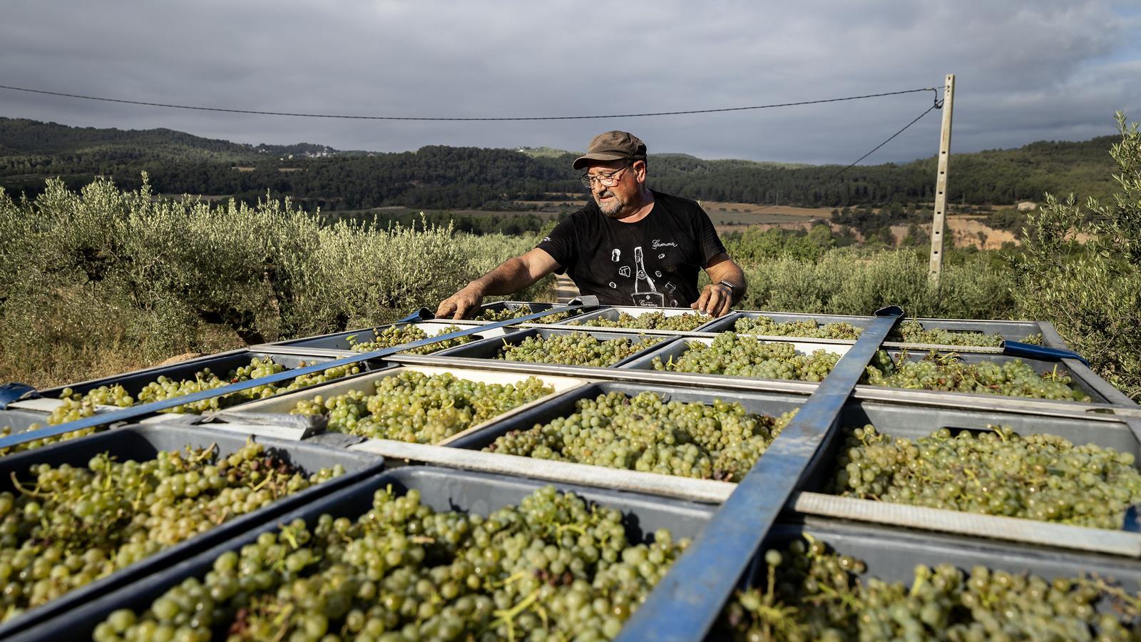 Penedès'in Kalbi Tehdit Altında: Üzüm Fiyatlarında Büyük Düşüş Beklentisi Krizi