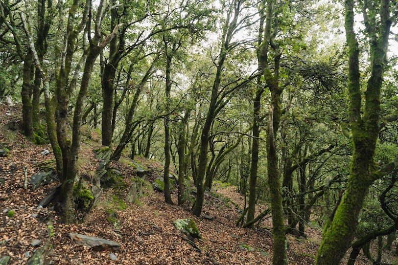 Akdeniz Ormanları Büyük Tehdit Altında: Yangınlar ve Haşereler %90'ını Yok Edebilir