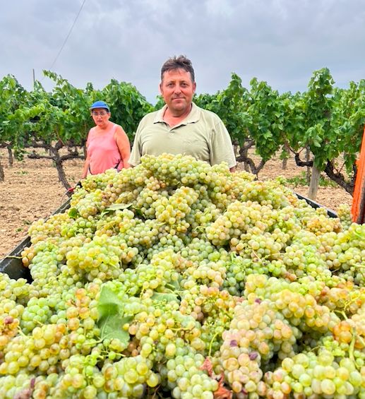 **Katalonya'da Bağcılar İsyanı: Üzüm Kilosu 12 Sente Satılıyor, Sektör Alarmda!**