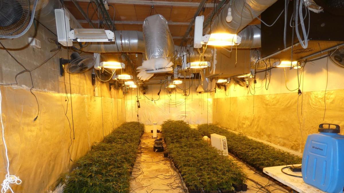 Barselona Yakınlarında Yeraltı Sığınağında Esrar Tarlası: 5 Gözaltı