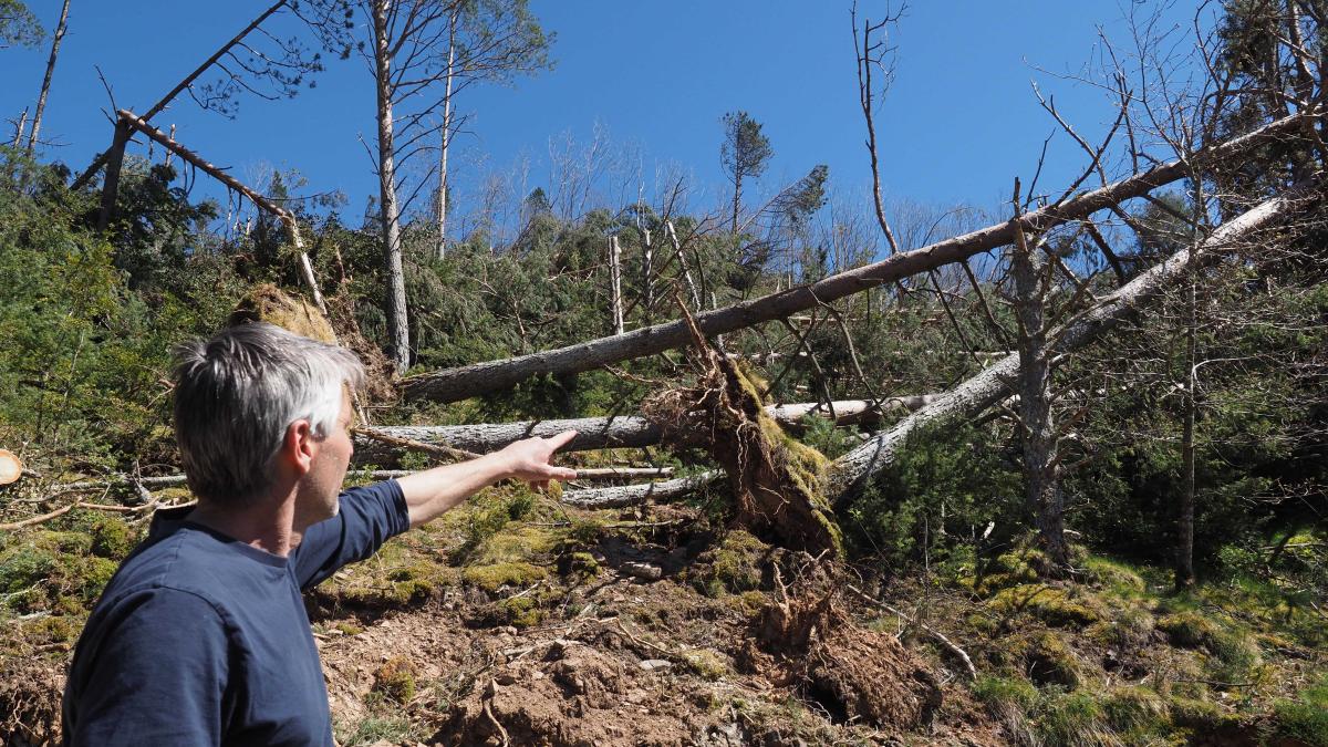 Ripollès'te Fırtınalar Ormanları Felç Etti: Yığılan Odun Miktarı Üç Katına Çıktı