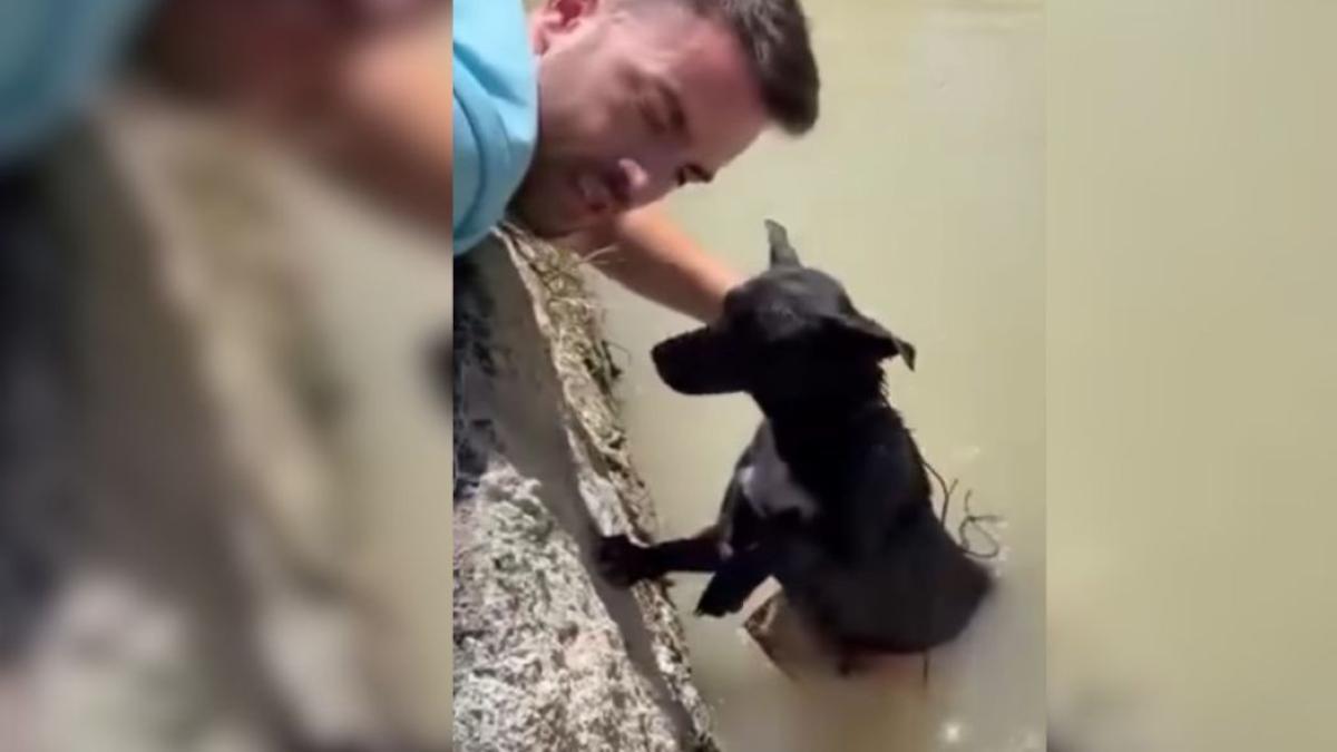 Murcia'da Tuğlaya Bağlanıp Terk Edilen Köpeği Sivil Muhafızlar Kurtardı