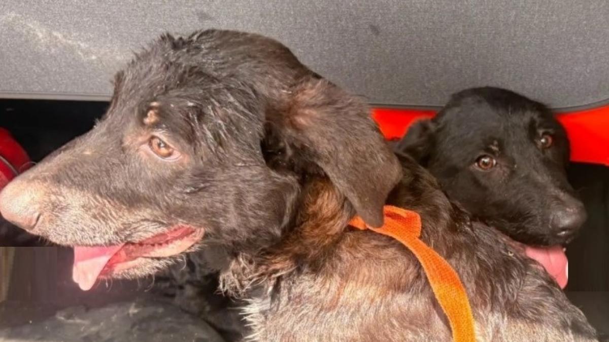 Barselona Yakınlarında Terk Edilen Yavru Köpekleri Bisikletçi ve Polis Kurtardı: Yaz