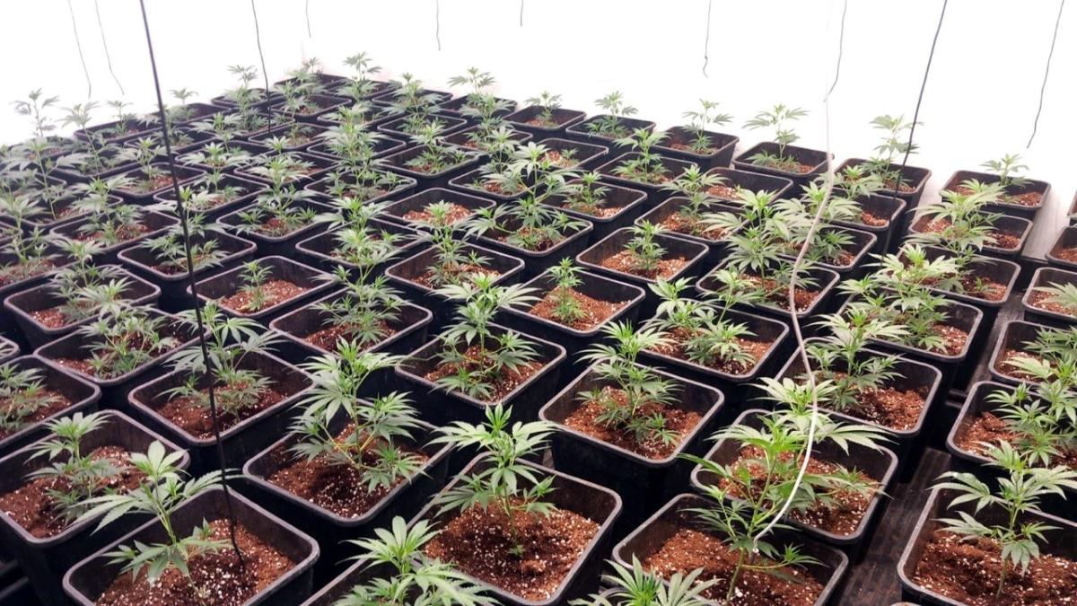 Badia del Vallès'te Büyük Uyuşturucu Operasyonu: 6 Gözaltı, Esrar Tarlaları Ele Geçirildi