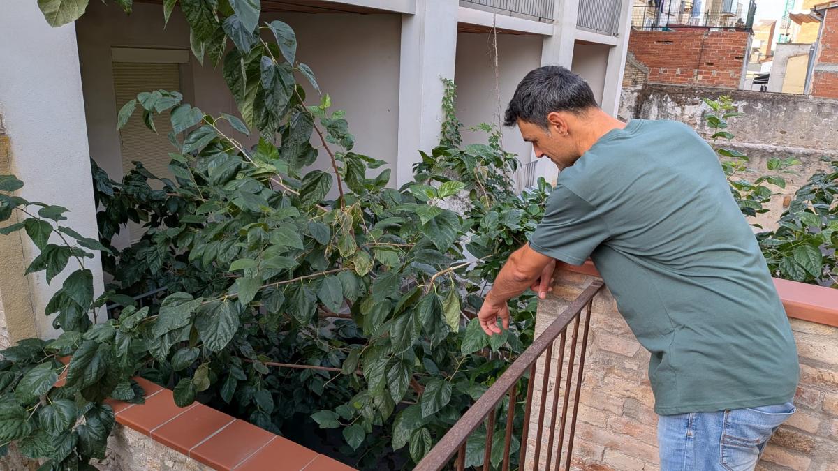 Barselona'da Fare İstilası Bir Aileyi Evinden Etti: Terk Edilmiş Binalar Kent