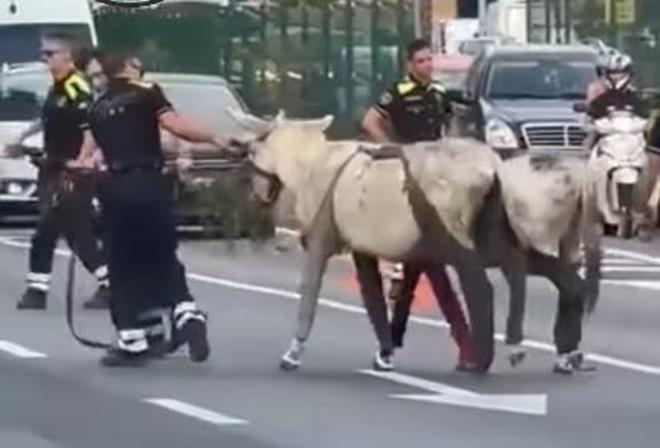 Barselona'da Sıra Dışı Olay: Collserola'dan Kaçan Eşekler Ronda de Dalt'ı Kesti