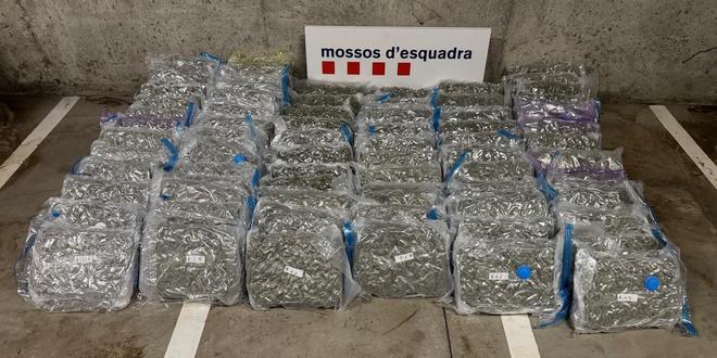 Martorell'de 78 Kilo Esrar Ele Geçirildi: Mossos'tan Uyuşturucu Tacirine Operasyon