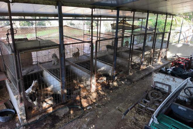 Katalonya'da Hayvan Zulmü ve Yeraltı Esrar Tarlası Skandalı: Sorumlu Tutuklandı