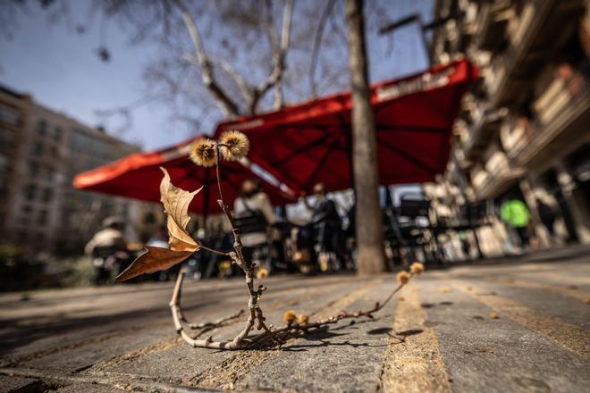Barselona'da Bahar Polen Alarmı: Hangi Bitkiler En Çok Alerjiye Neden Oluyor?