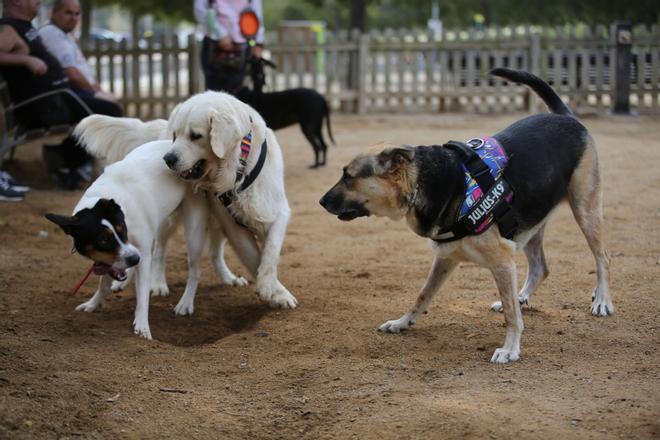 Barselona'dan Evcil Hayvan Dostu Hamle: Köpek Alanlarına 3.2 Milyon Avroluk Yatırım