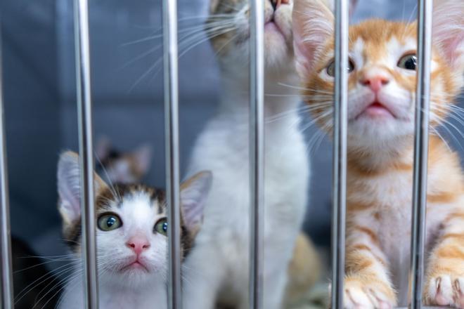 Badalona'dan Öncü Adım: Şehrin İlk Belediyeye Ait Kedi Barınağı Kuruluyor