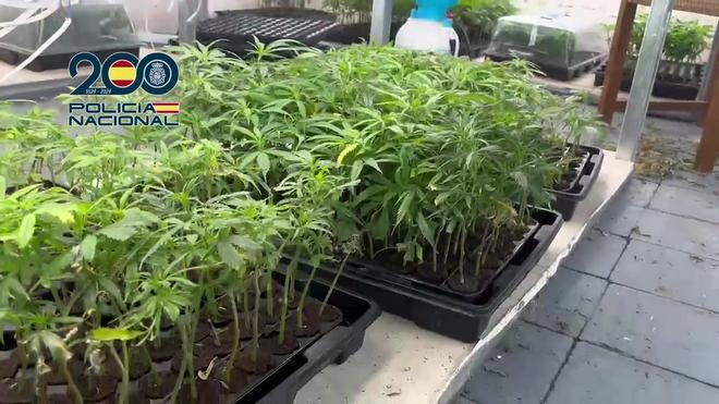 Manresa'da İnsan Ticareti Operasyonunda 8.000 Kenevir Bitkisi Ortaya Çıktı
