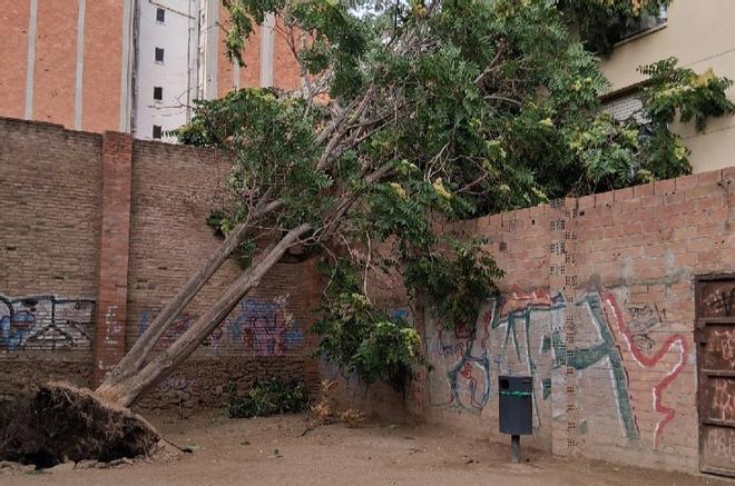 Katalonya'da Beklenmedik Yaz Fırtınası: L'Hospitalet'te Ağaçlar Yıkıldı