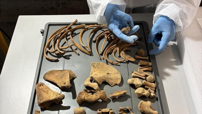 Pedralbes Manastırı'nın Sırları: Kraliçe Elisenda'nın Kemikleri ve Bıçaklı Kafatasları