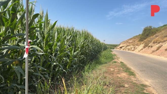 Soses'teki Yaşlı Kadın Cinayetinde 18 Yaşındaki Şüpheli Tutuklandı: Detaylar Ortaya