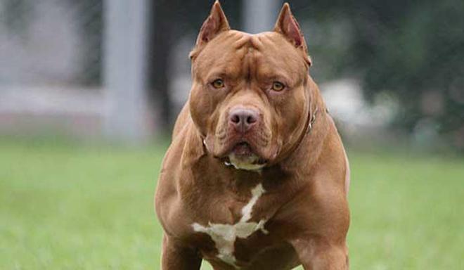 Mallorca'da Kör Pitbull Saldırısı: Kadın Ağır Yaralandı, Kollarında Kırıklar Oluştu