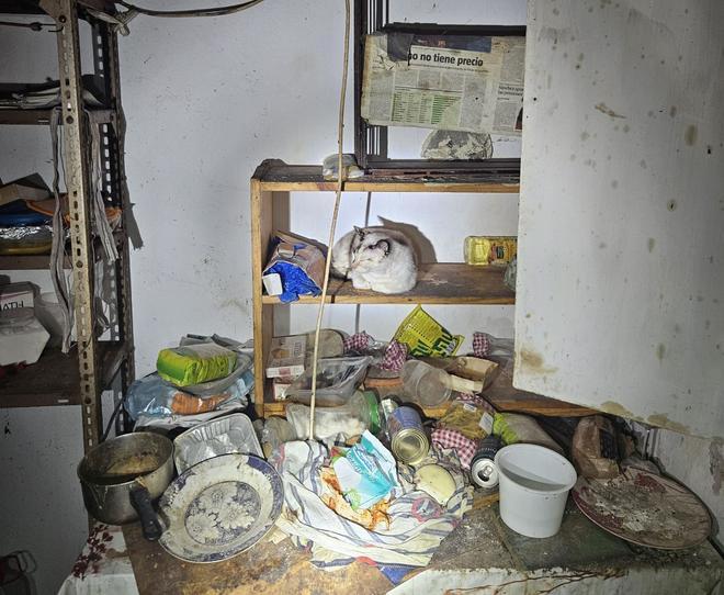 Barselona'da Terk Edilmiş Mekanda Kedi Kurtarma Operasyonu: Hayvan Refahı Vurgusu
