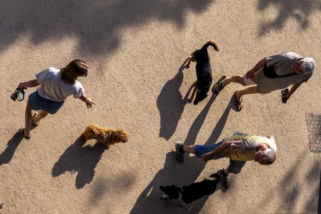 Barselona'da Tasmasız Köpek Gezdirme Kuralları: Nerede, Ne Zaman ve Nasıl?