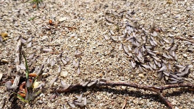 Barselona'da Kanatlı Karıncaların Büyüleyici Evlilik Uçuşu: Doğanın Görsel Şöleni