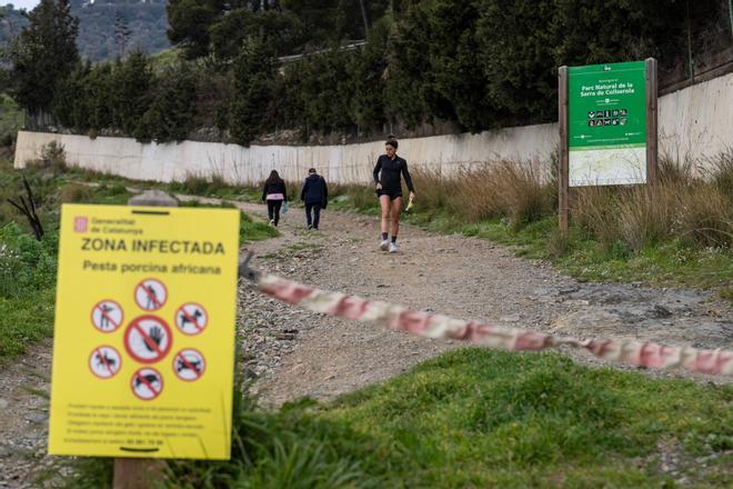 Barselona'nın Akciğeri Collserola'da Domuz Vebası Ziyaretçi Sayısını %83 Azalttı