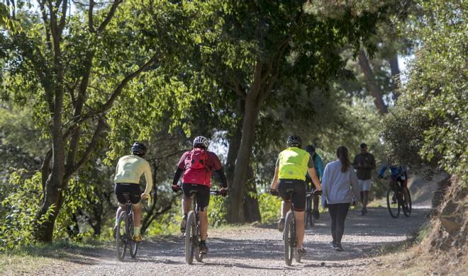 Barselona'da Domuz Vebası Alarmı: Collserola Parkı Kapatıldı, Şehir Sakinleri Endişeli