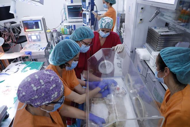 Barselona'dan Çığır Açan Tıbbi Gelişme: Yapay Plasentada Büyüyen Kuzu Gaia 13 Aylık Oldu
