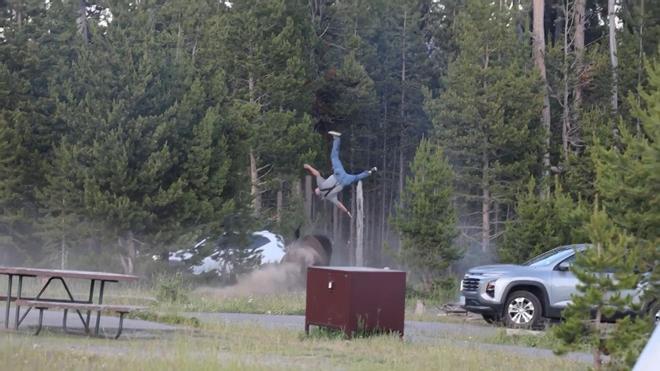 Yellowstone'da Dehşet Anları: Bizon Saldırısı Turisti Ağır Yaraladı