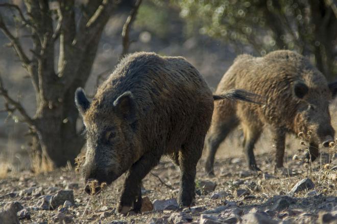 Maresme'de Yaban Domuzu İstilası: Cabrera de Mar Sakinleri Çaresiz!