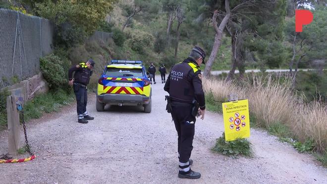 Collserola'da Afrika Domuz Vebası Endişesi: Yeni Vakalar Parkın Açılışını Erteledi