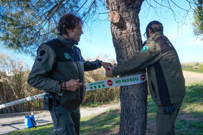 Barselona'da Collserola Parkı Kapatıldı: Domuz Vebası Tehdidiyle Yaban Domuzu Avı Başlıyor