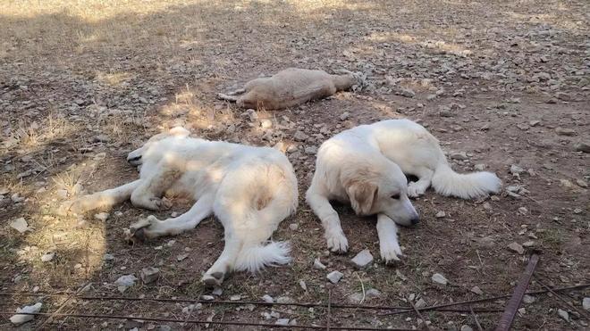 Katalonya'da Kurt Saldırıları Endişe Yaratıyor: Solsonès'te Bir Yılda Dördüncü Olay