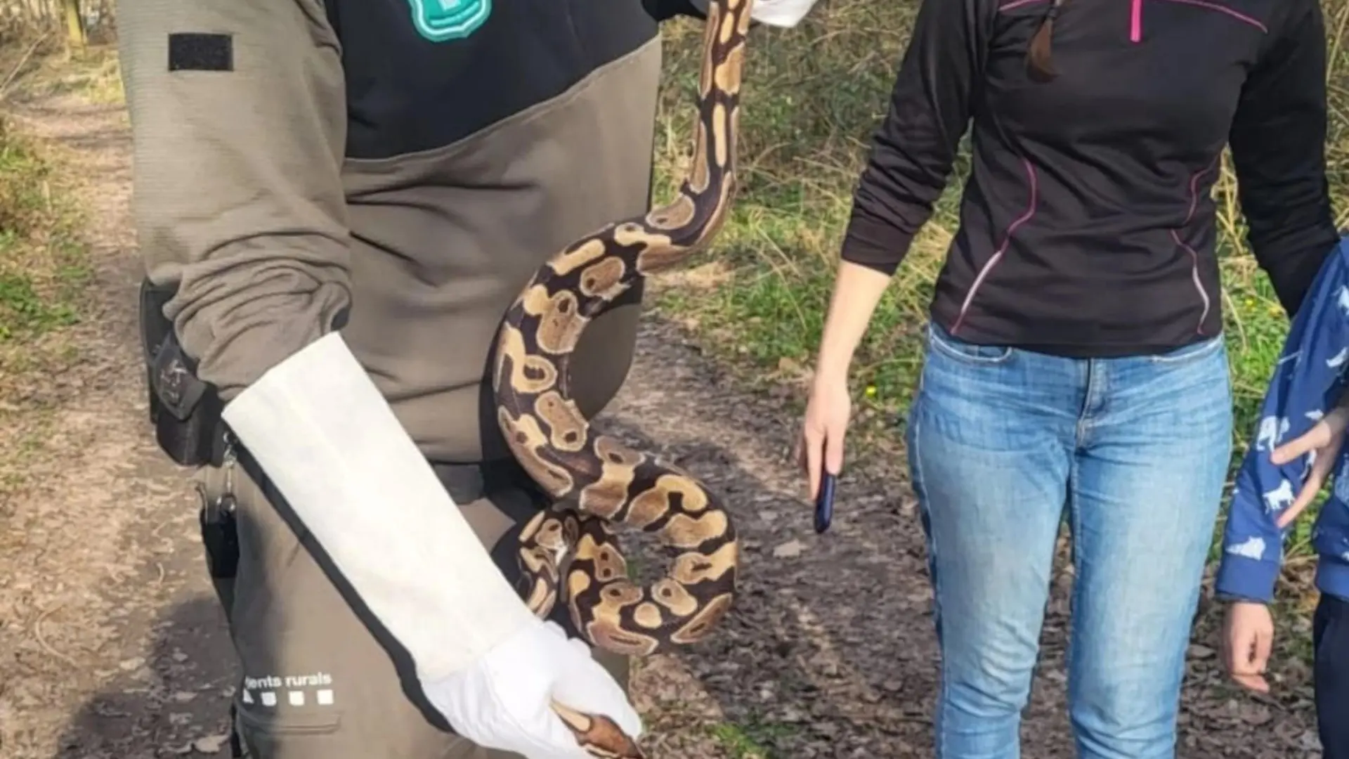 Barselona Yakınlarında Dev Piton Yılanı Yakalandı: İstila Tehdidi ve Yasal Yaptırımlar