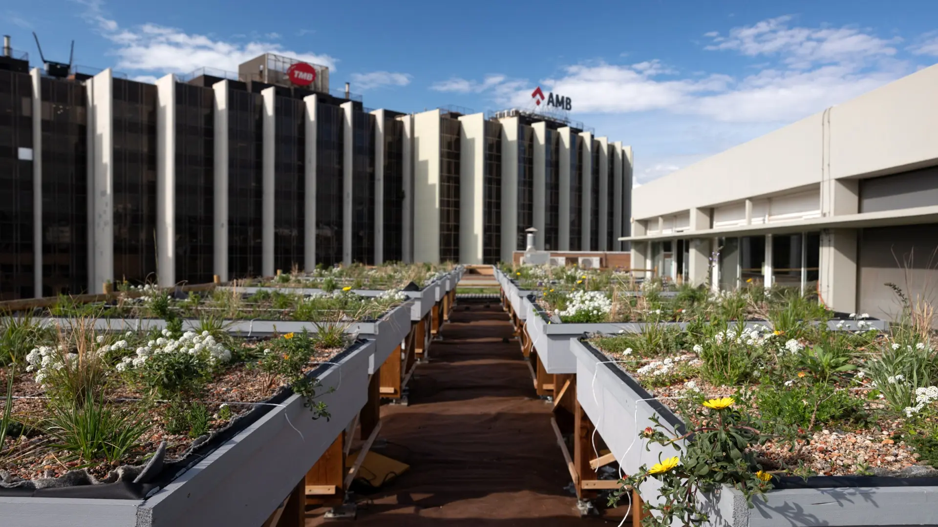 Barselona'da İklim Değişikliğine Karşı Yeşil Çatılar: AMB'den Kapsamlı Pilot Proje