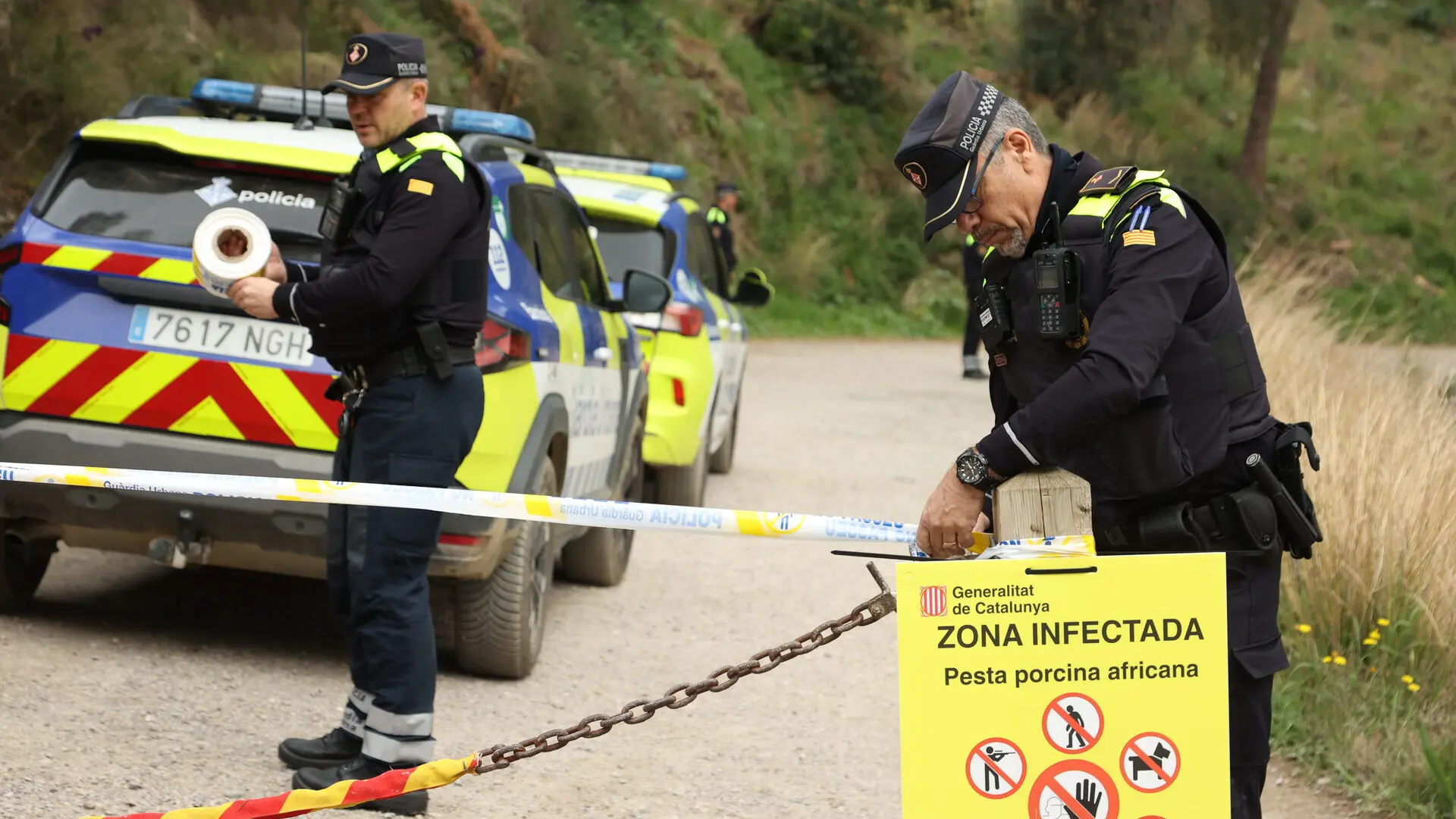 Katalonya'da Domuz Vebası Alarmı: Yüksek Risk Bölgesi Castellbisbal'a Genişledi