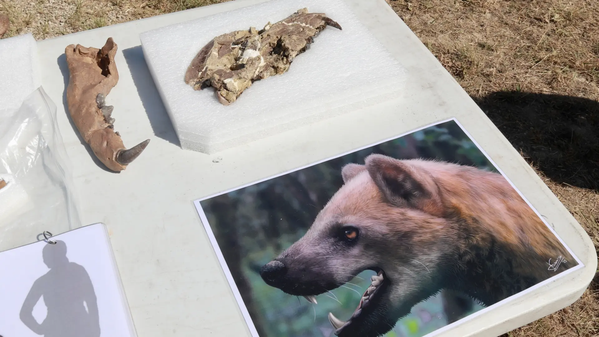 Katalonya'da 16 Milyon Yıllık Yeni Bir 'Ayı Köpek' Türü Keşfedildi: Evrimsel Sır