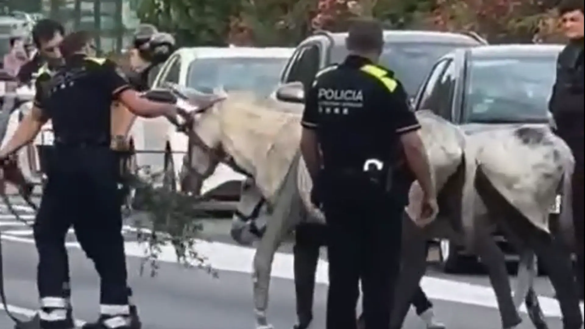 Barselona'da Trafiği Felç Eden Sürpriz Misafirler: Kaçak Eşekler Ronda de Dalt'ı Kesti