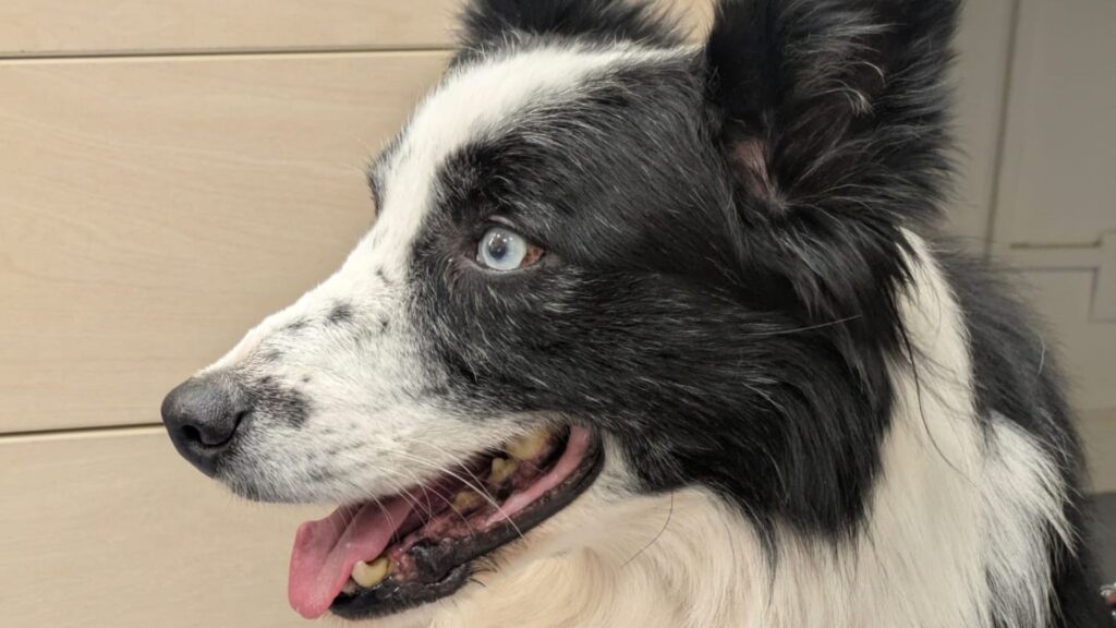İspanya Demiryolları Renfe'den Evcil Hayvan Dostu Adım: Büyük Köpekler Artık Trenle